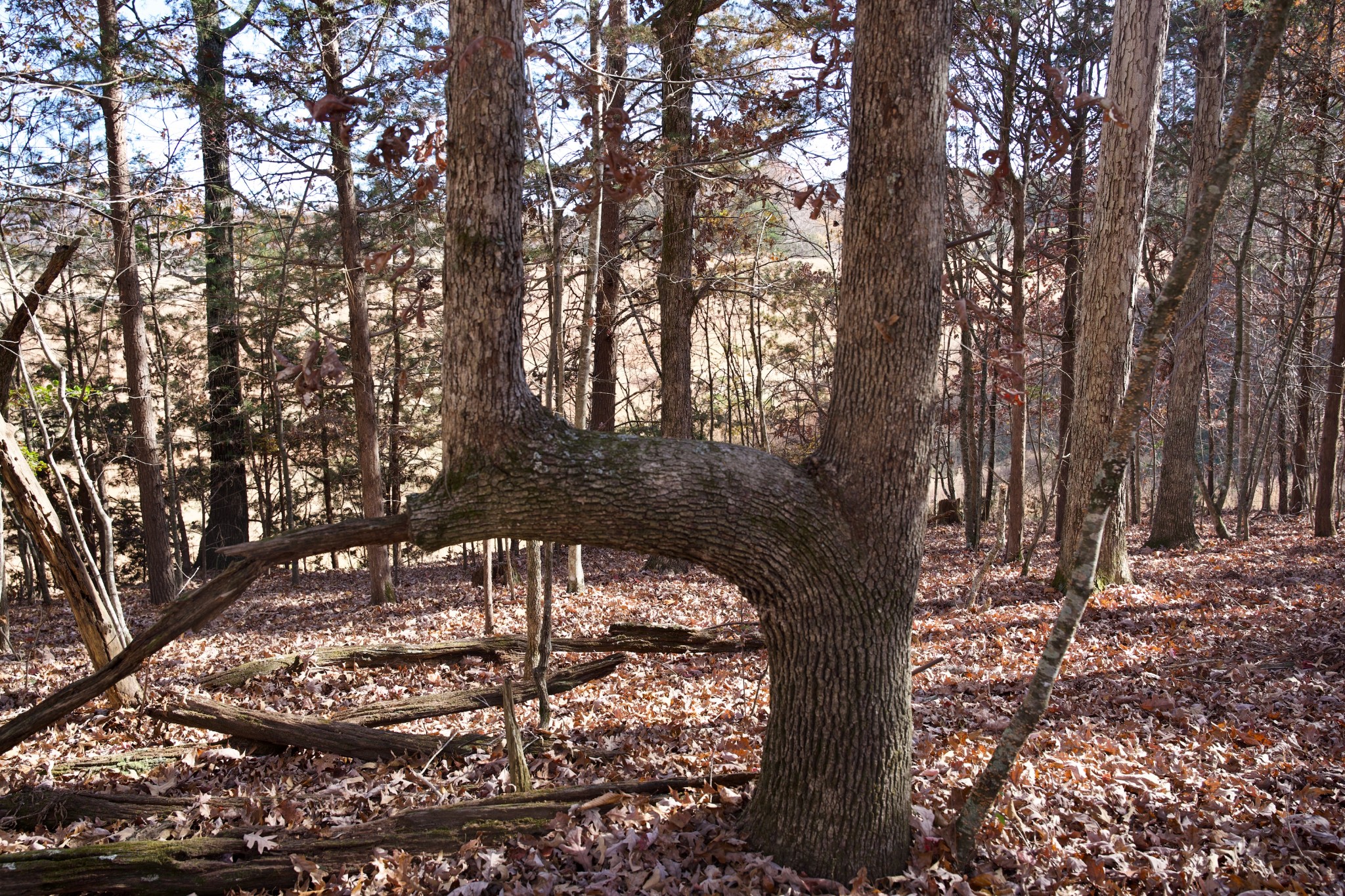 7 West Of Barlow Road Rock Island, TN 38581 - Photo 38 of 46 a view of a yard with large trees