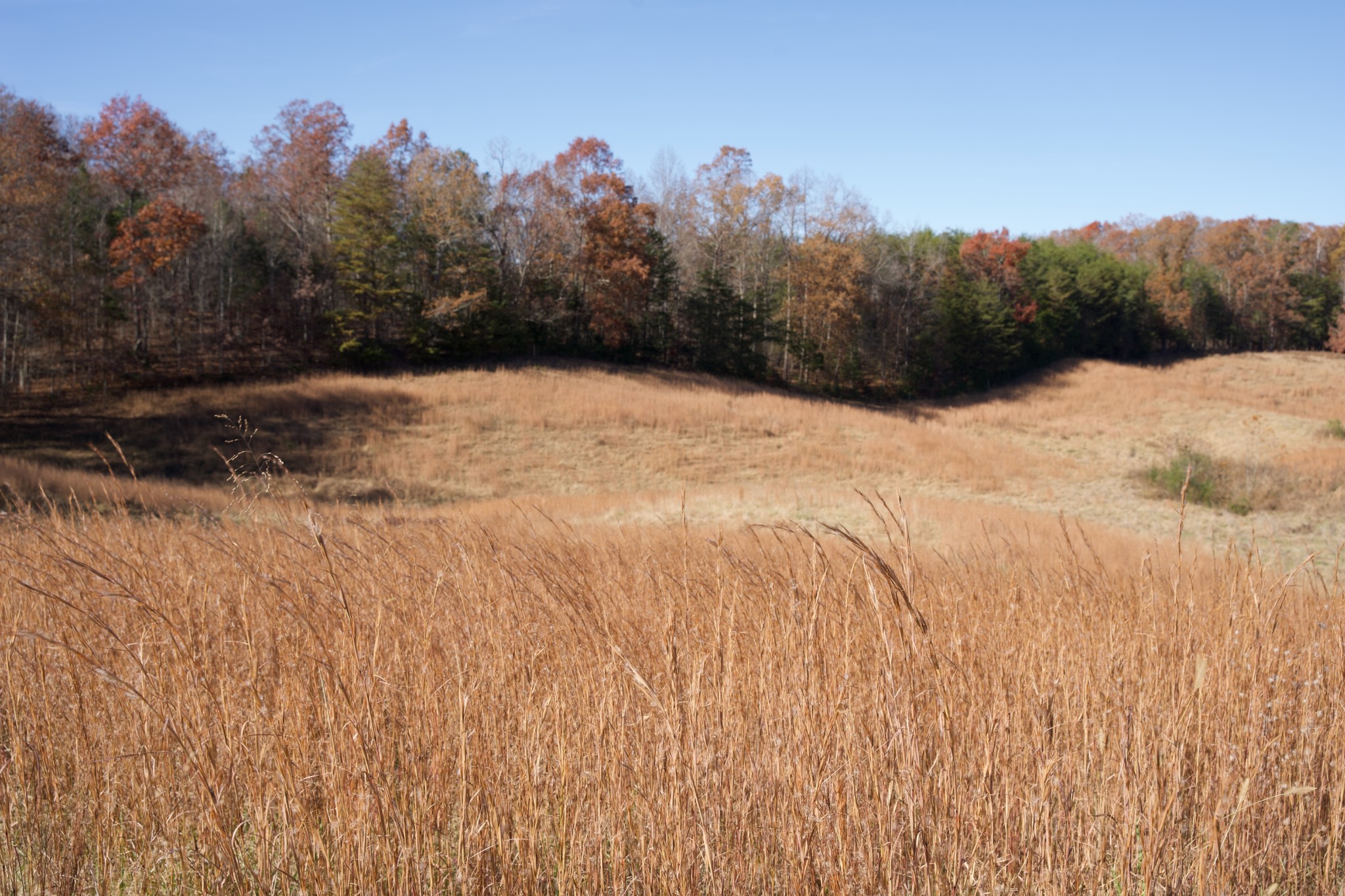 7 West Of Barlow Road Rock Island, TN 38581 - Photo 41 of 46 a view of a dry yard
