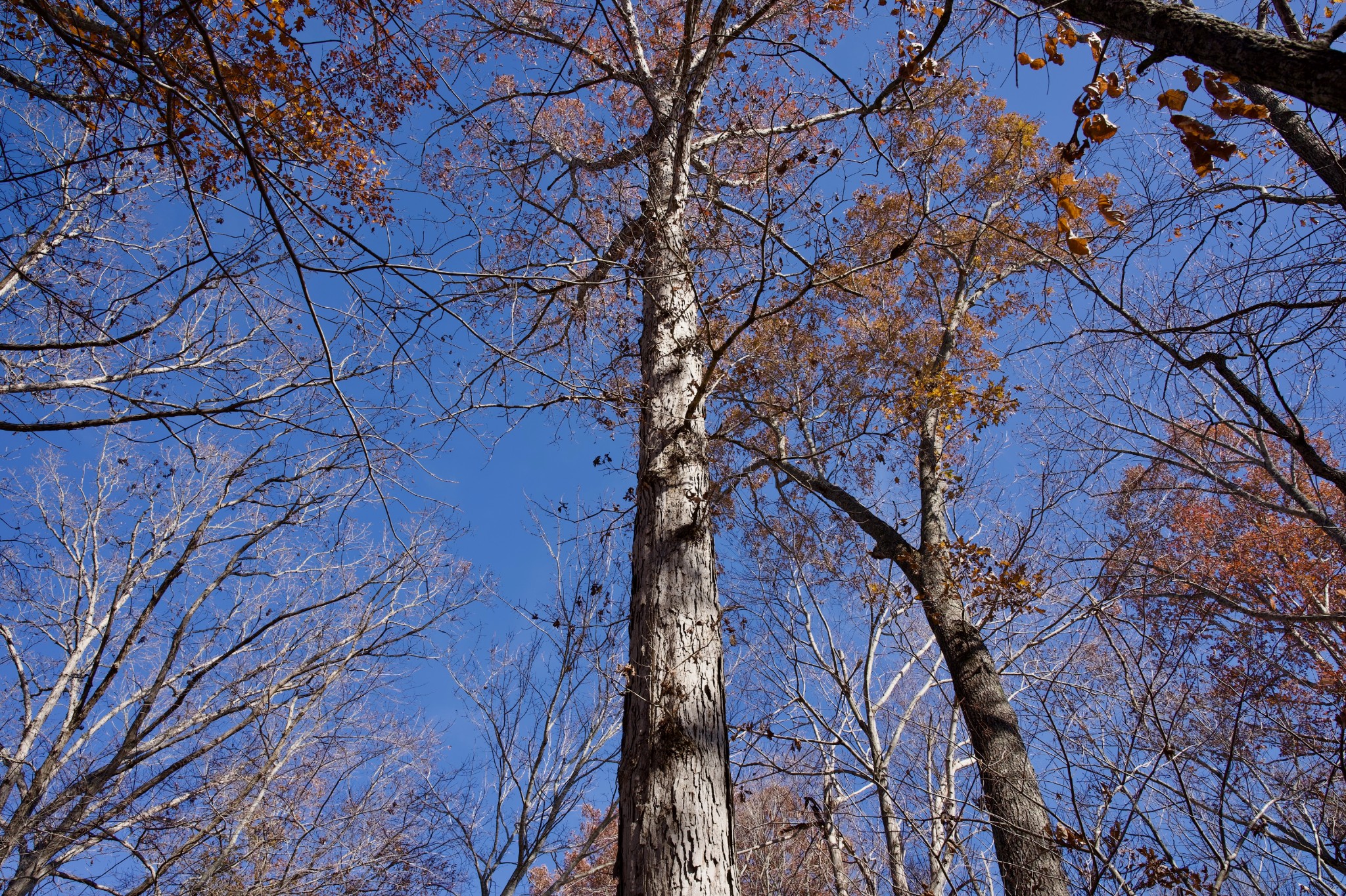 7 West Of Barlow Road Rock Island, TN 38581 - Photo 10 of 46
