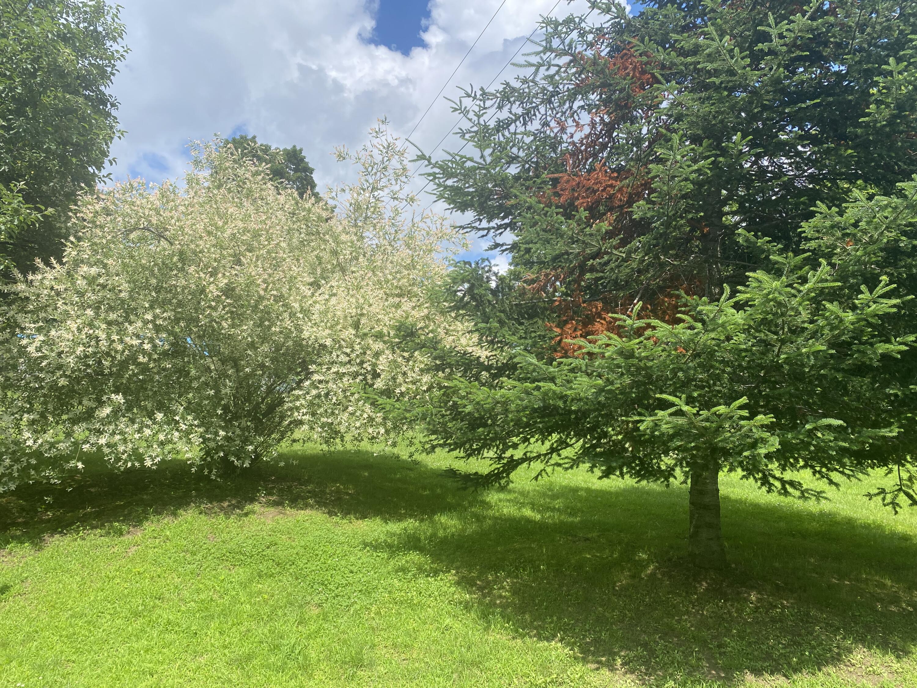 262 Knowles Road Belgrade, ME 04917 - Photo 15 of 39 Trees