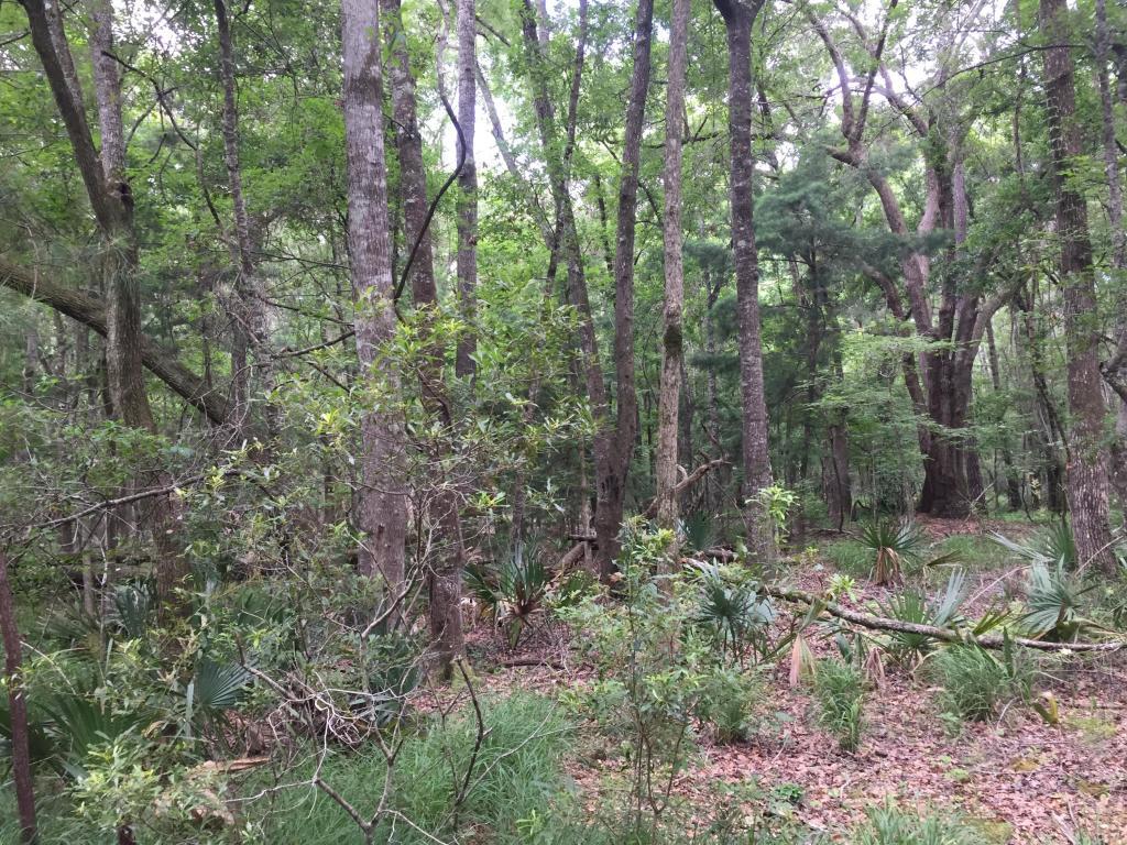 0 Glover Road Johns Island, SC 29455 - Photo 2 of 2 20180629152541269661000000-o