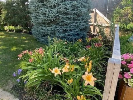 a view of a flower in a yard