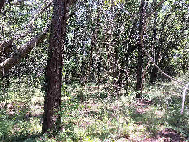 7275 Pinehill Road Daphne, AL 36526 - Photo 9 of 11