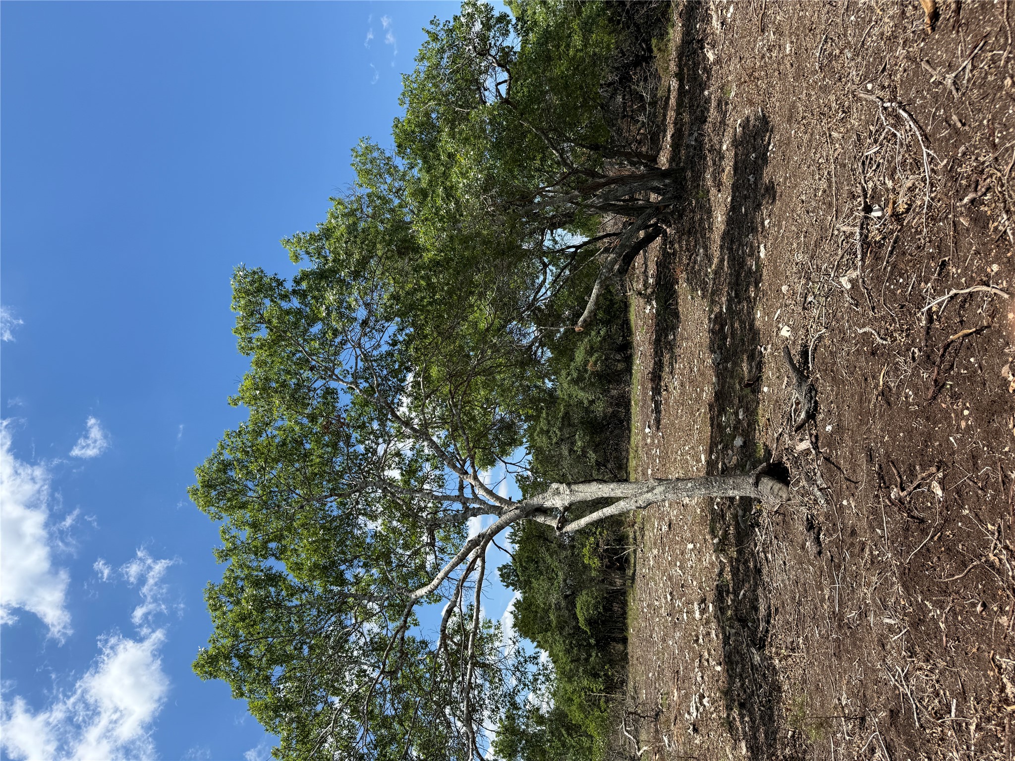 -altwein Rd 17.91 Acres Altwein Road Blanco, TX 78606 - Photo 33 of 33 a view of a road with a tree