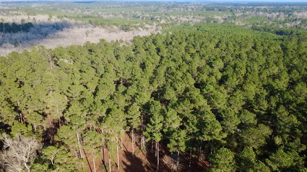 a view of a bunch of trees with a tree