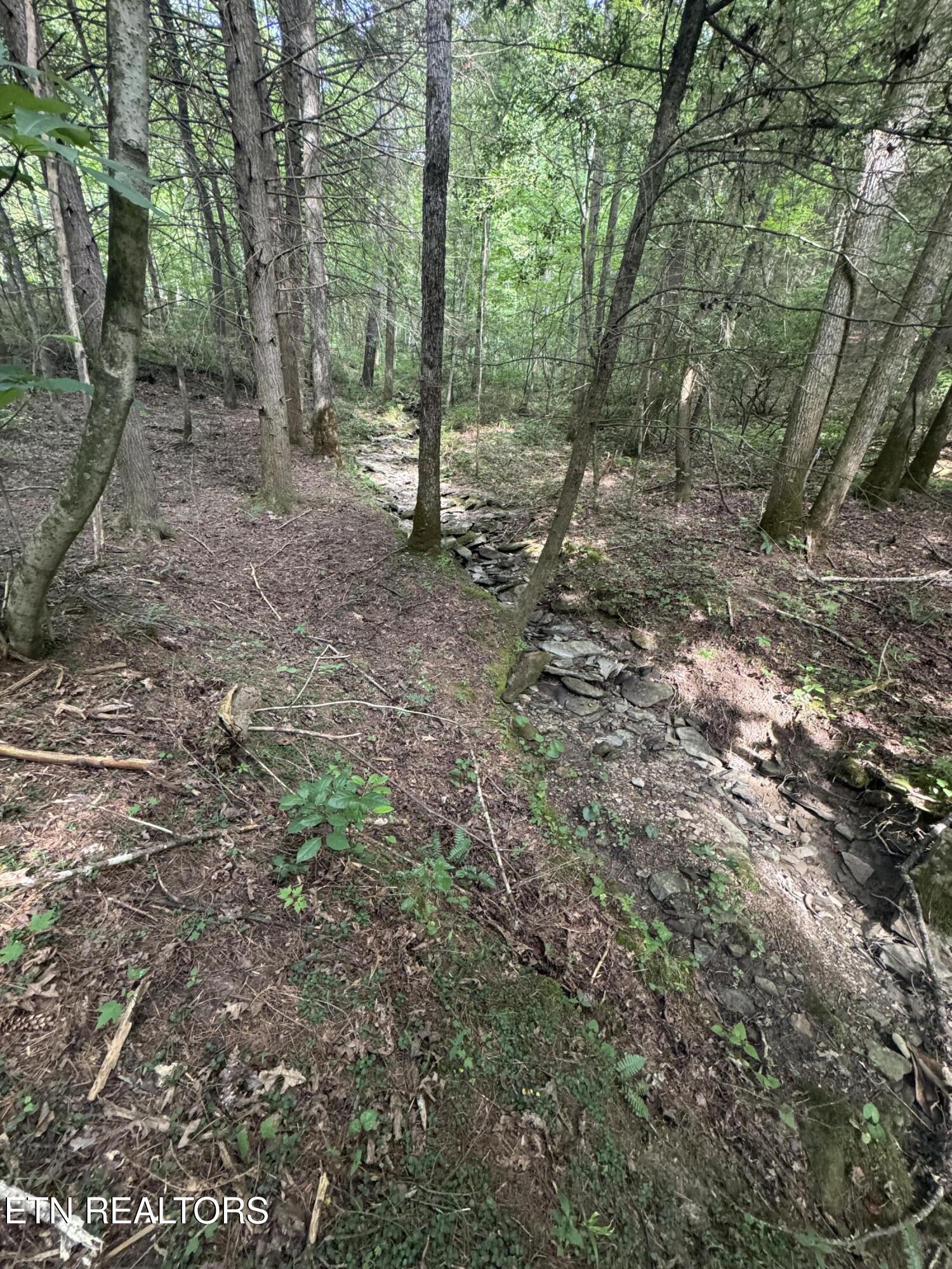 Lot #12 Burrville Road Sunbright, TN 37872 - Photo 15 of 24 IMG_3557