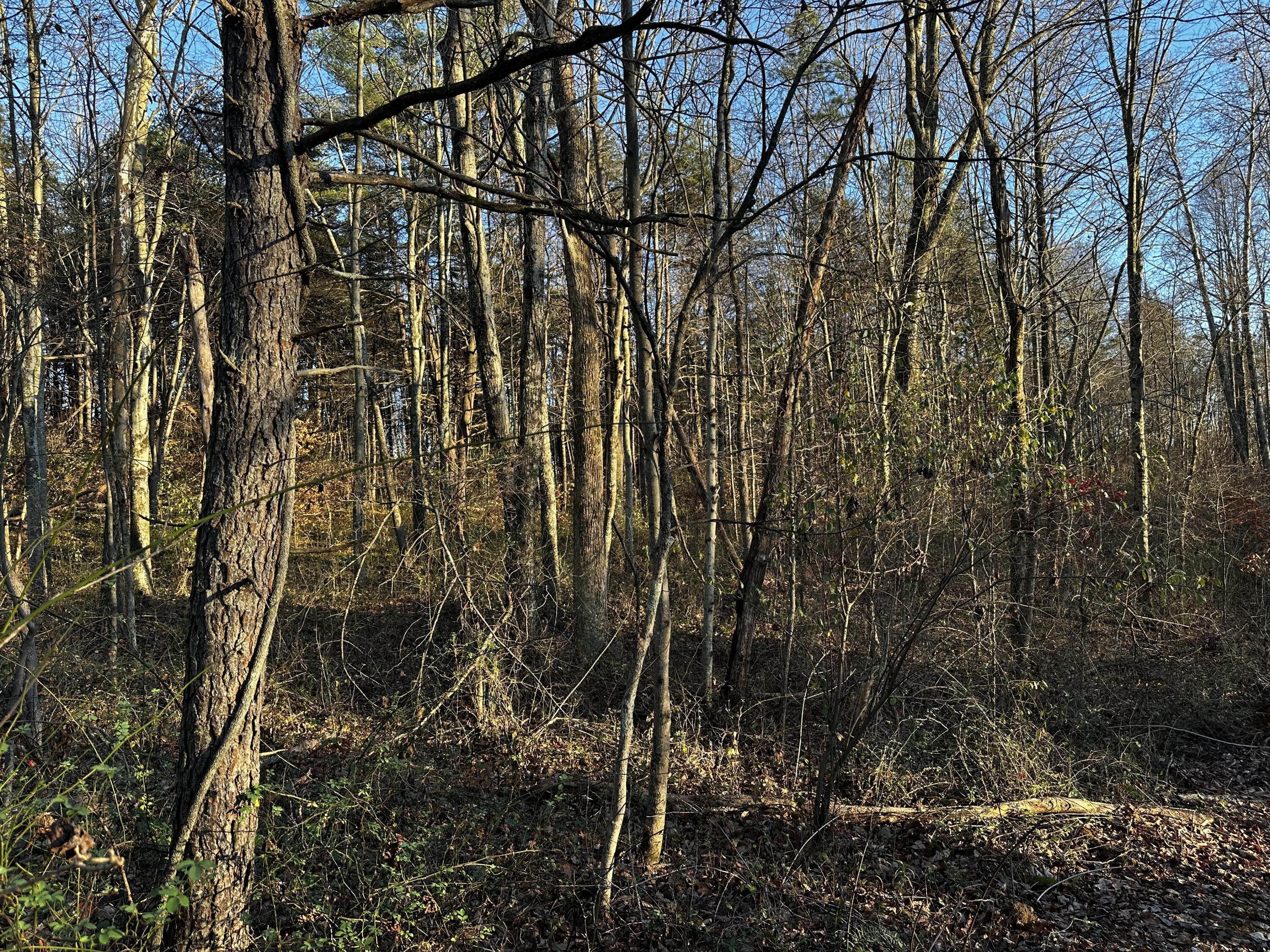 7342 Dutch Ridge Road, Unit TRACT 1 AT DUTCH RIDGE) New Straitsville, OH 43766 - Photo 23 of 45 20241111_212405743_iOS