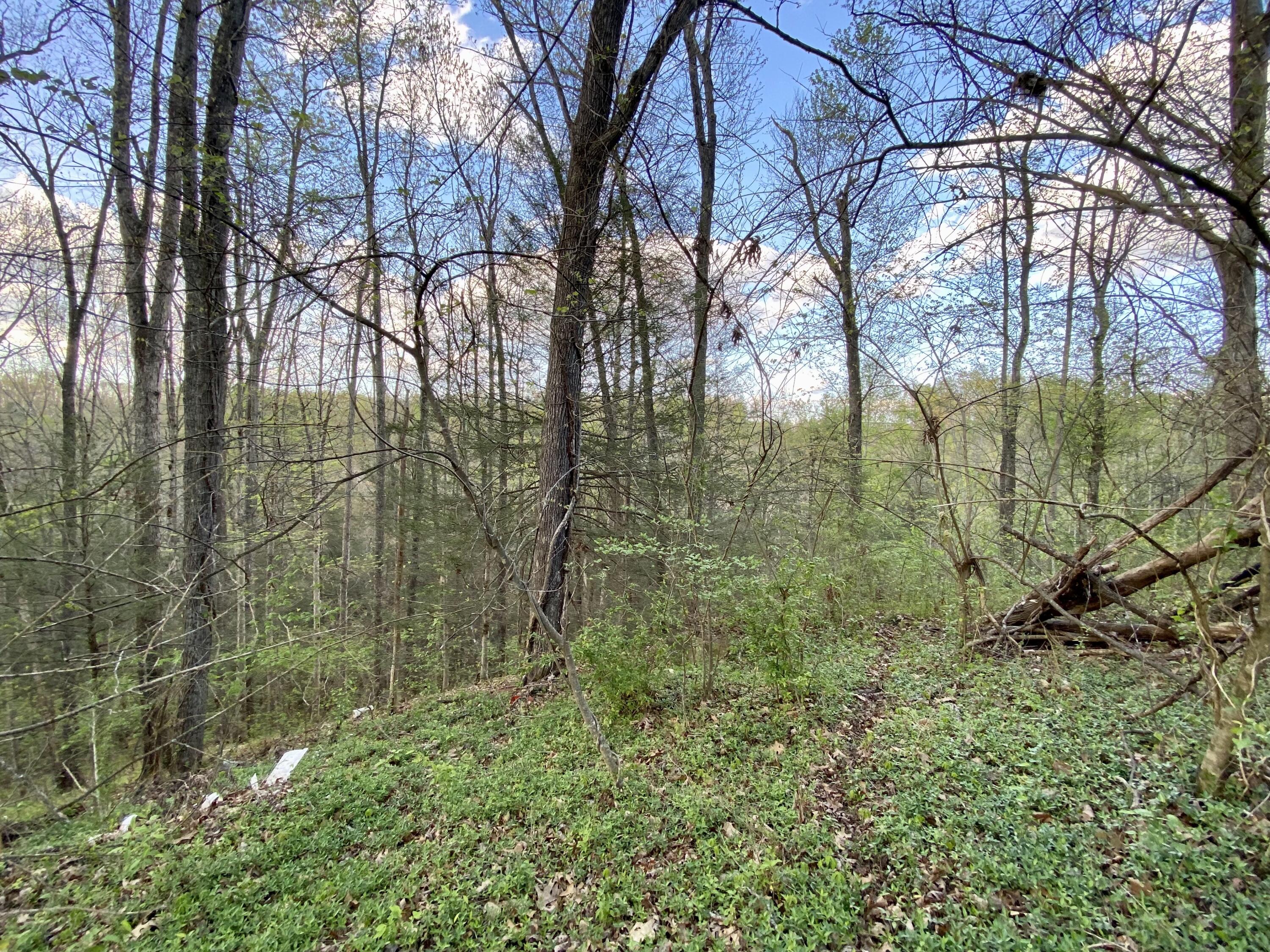 248 Pine Ridge Road Stearns, KY 42647 - Photo 8 of 8 IMG_6239