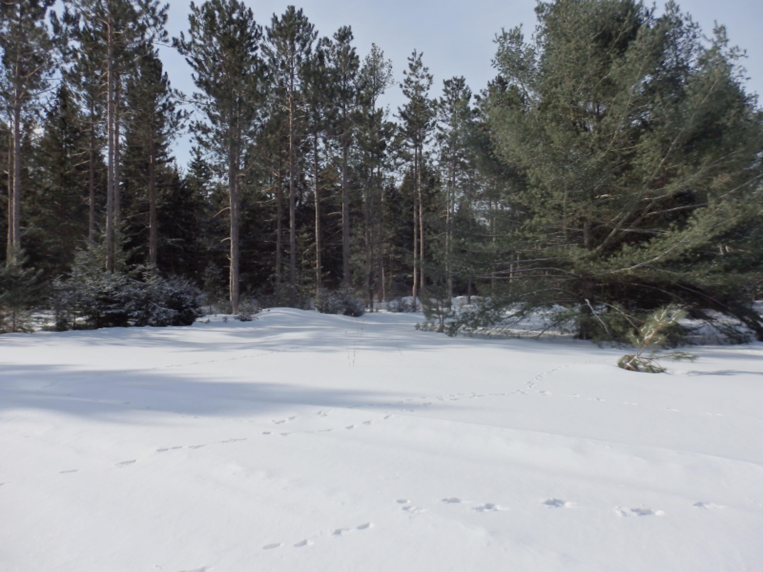 90 Acres Road Bear Lake, MI 49614 - Photo 3 of 17 P2180605