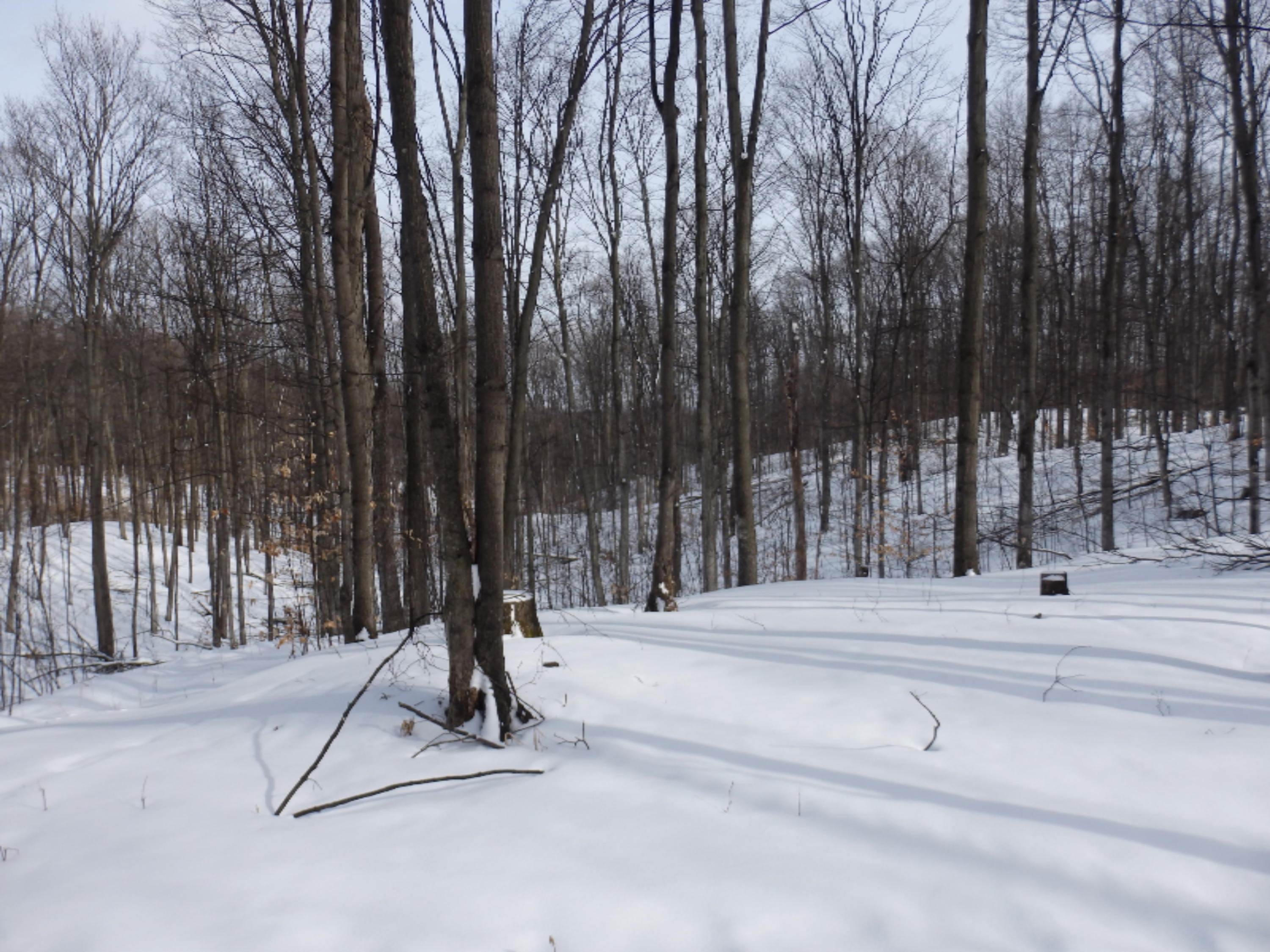 90 Acres Road Bear Lake, MI 49614 - Photo 8 of 17 P2180610