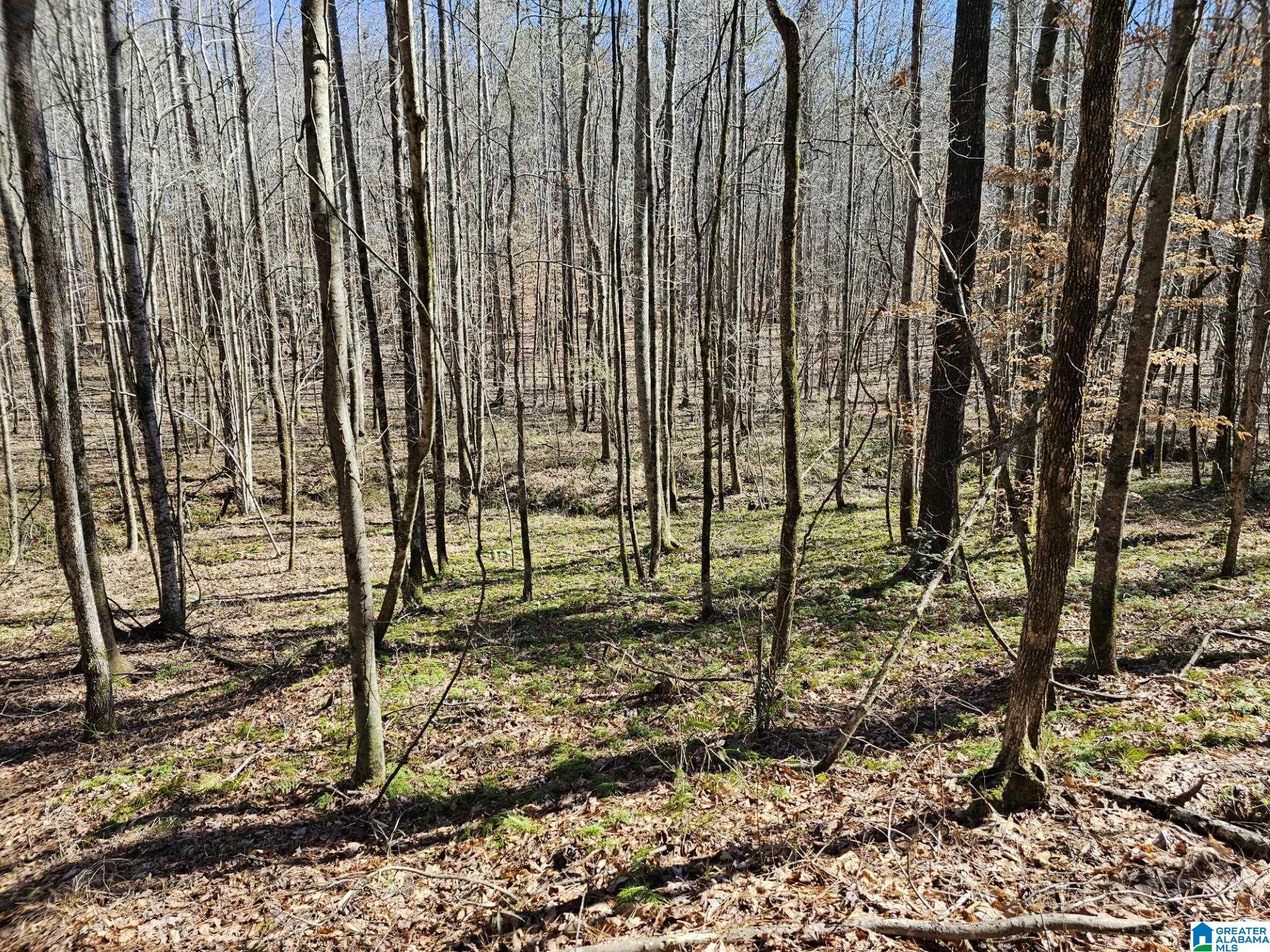 54944 Highway 49 Ashland, AL 36251 - Photo 3 of 9