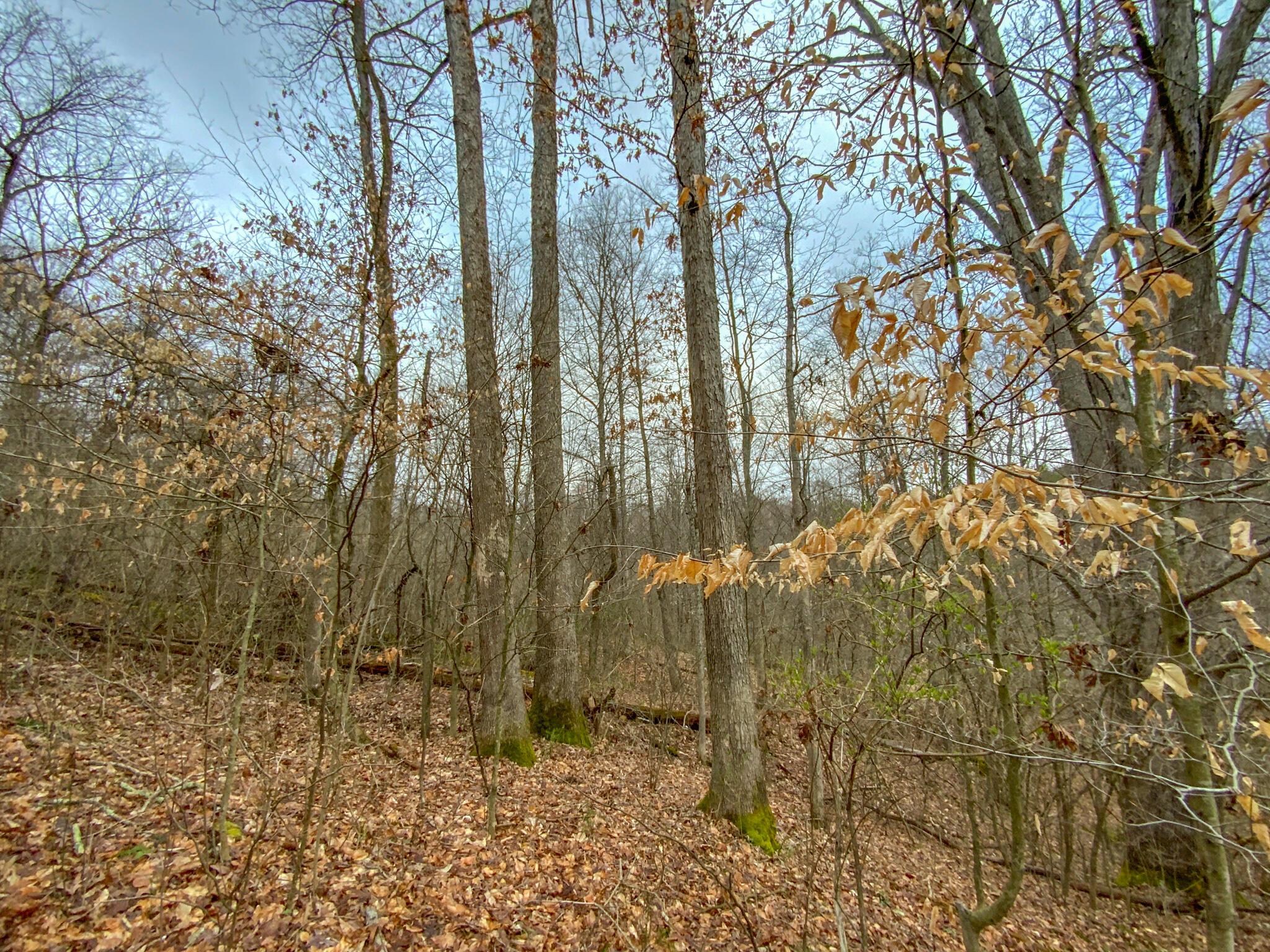 Lot 1 Fogle Road Caldwell, OH 43724 - Photo 2 of 20 IMG_5305