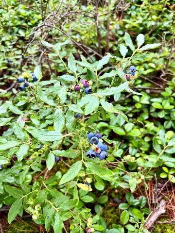 $350,000 | Lot 220 Benjamin Way, Millinocket, ME 04462