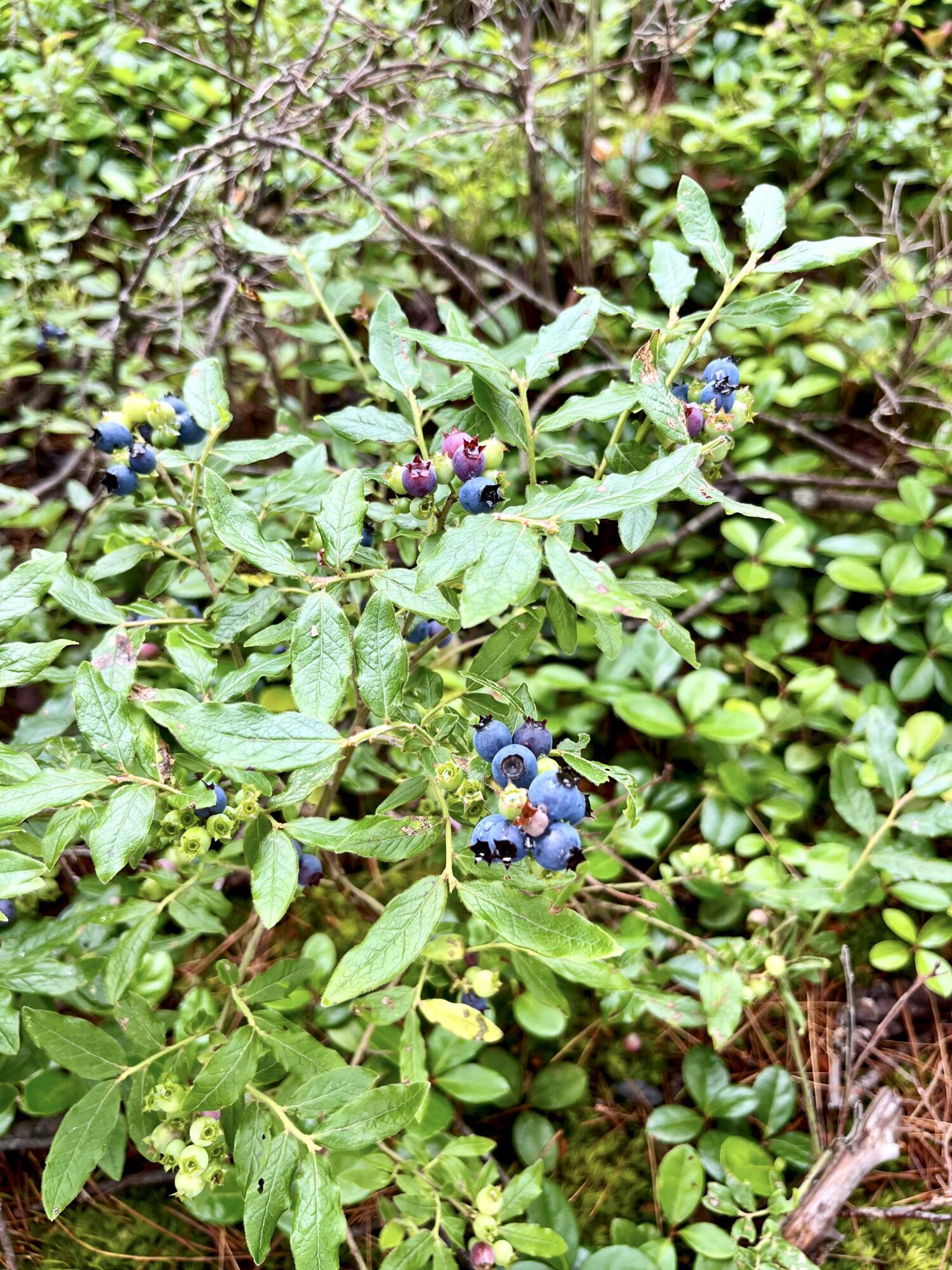 Lot 220 Benjamin Way Millinocket, ME 04462 - Photo 16 of 16 Lot 220 Benjamin Way