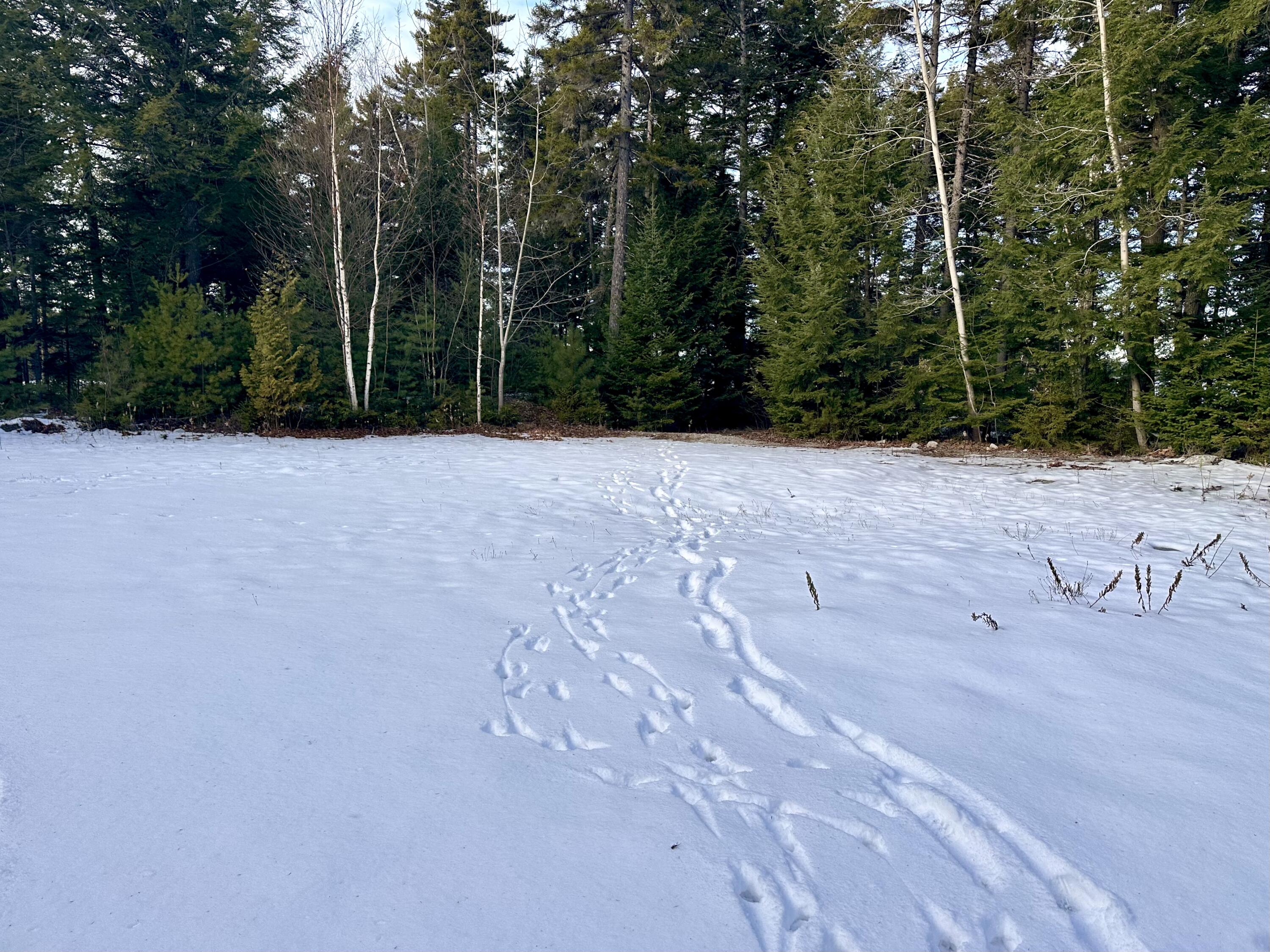 Lot 220 Benjamin Way Millinocket, ME 04462 - Photo 10 of 16 Lot 220 Benjamin Way