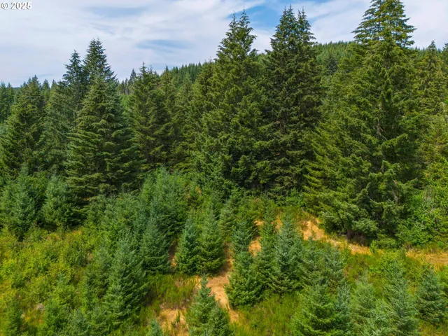 a view of a lush green forest