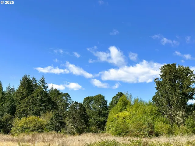 a view of a bunch of trees