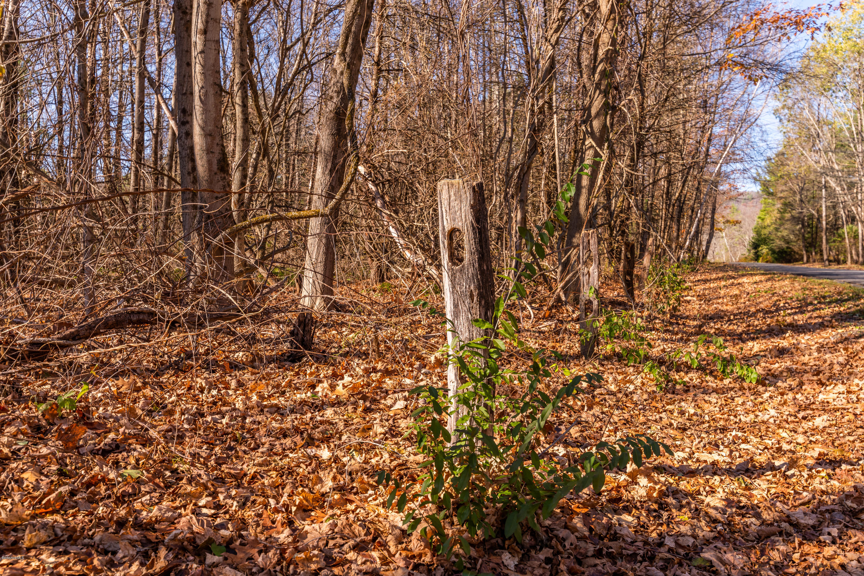 1 B Old Tree Farm Road Stockbridge, MA 01266 - Photo 5 of 9 a view of empty room with a tree