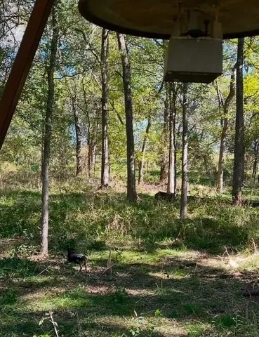 a garden with trees in front of it