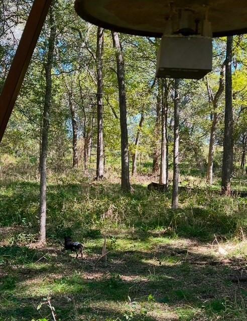 388 County Road 388 Gustine, TX 76455 - Photo 5 of 15 a garden with trees in front of it