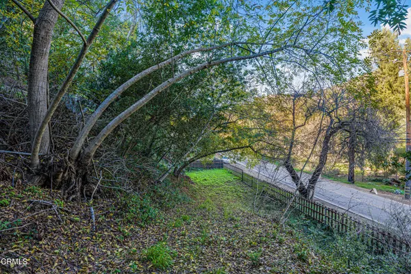 a view of a yard with plants and large trees