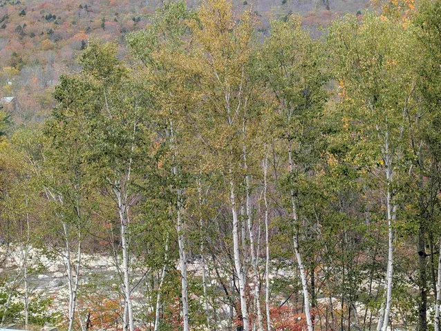 $22,500 | 90 Loon Mountain Road, Unit 861D, Lincoln, NH 03251