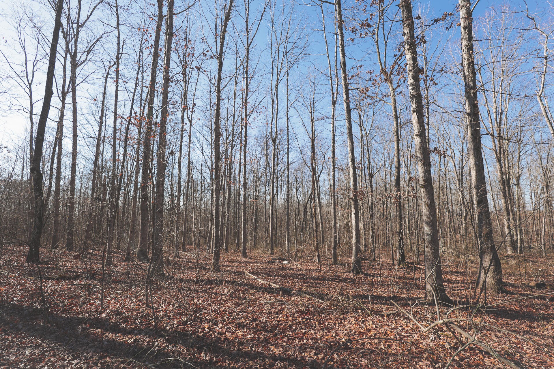 0 Palmer Firetower Road Whitwell, TN 37397 - Photo 39 of 49 Gallery Image 39