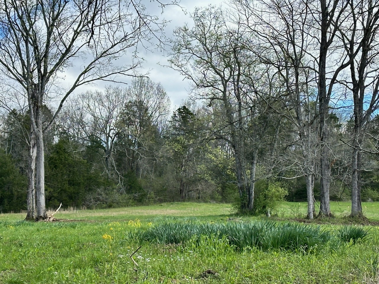 0 Campbellsville Road Pulaski, TN 38478 - Photo 4 of 10