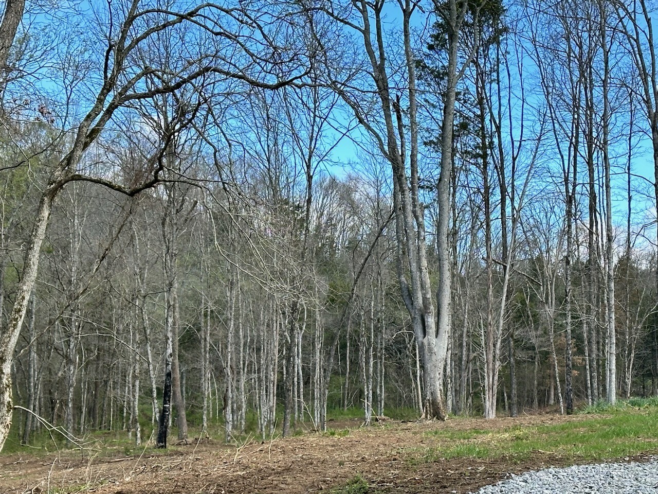 0 Campbellsville Road Pulaski, TN 38478 - Photo 5 of 10