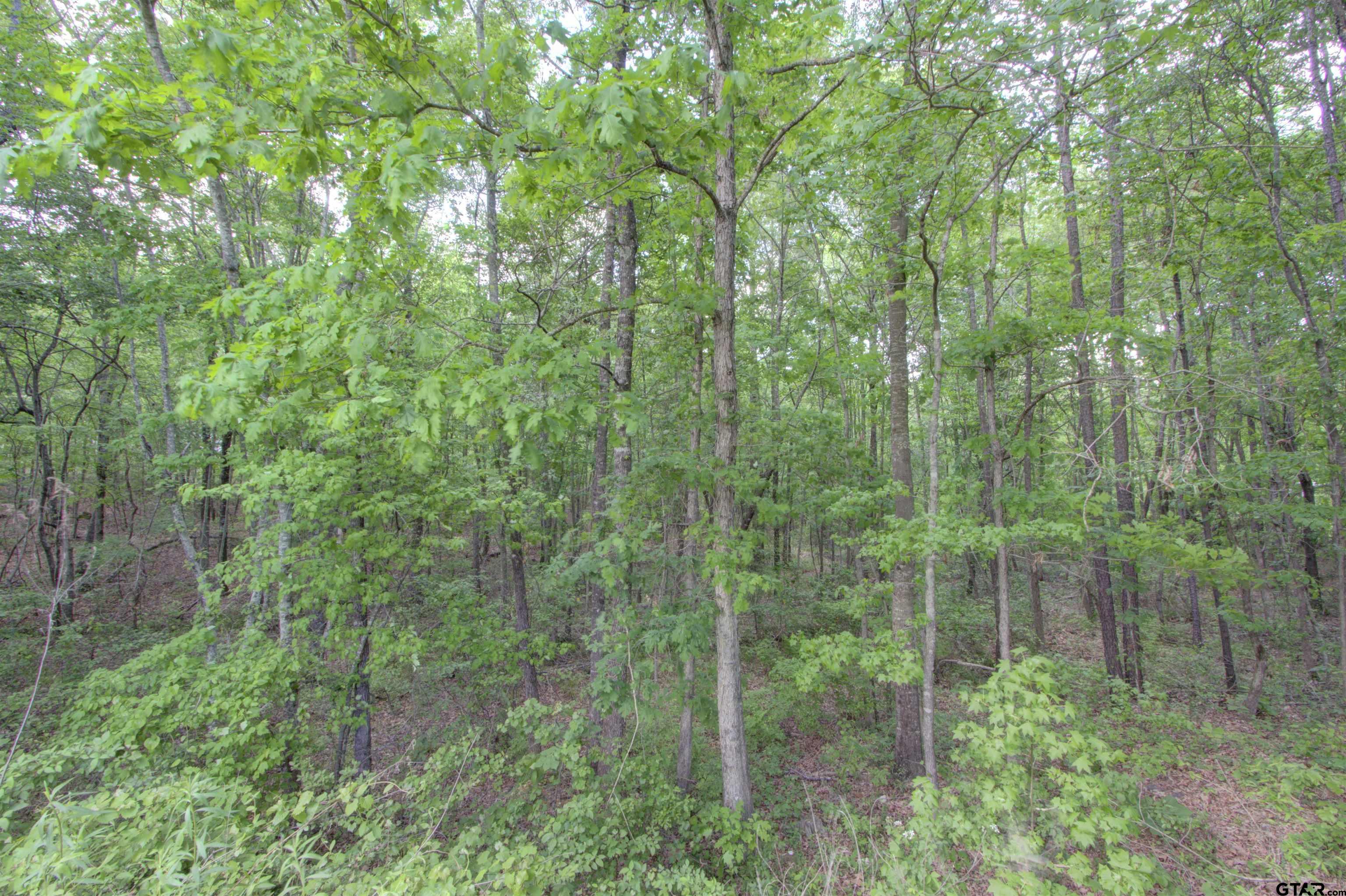 720 Tennessee Acres Drive Texarkana Ar, AR 71854 - Photo 28 of 31 a view of a forest that has a tree in the background