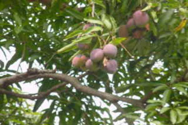 4955 Kanaele Road Kapaa, HI 96746 - Photo 3 of 5 a view of tree