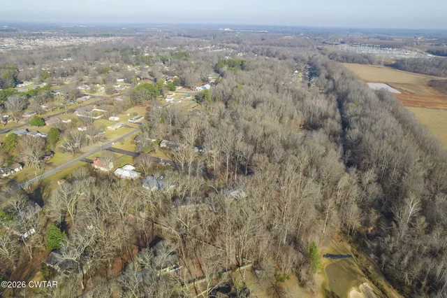 a close up of a plant in a forest