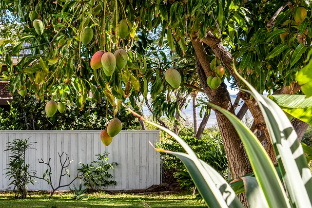 a view of a backyard with plants