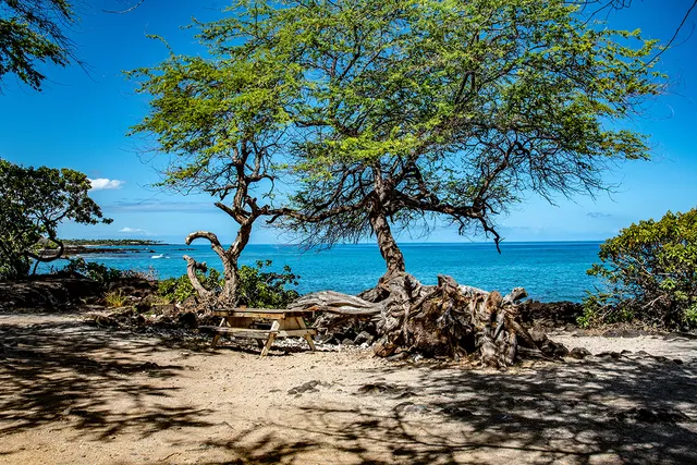 a view of a tree with yard