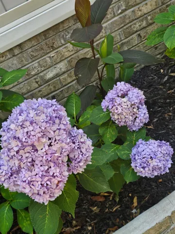 $232,000 | 5049 Deer Trail Drive, Hephzibah, GA 30815