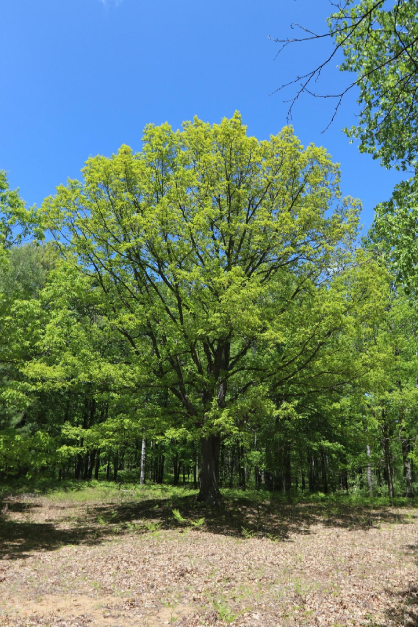 Wieman Road Beaverton, MI 48612 - Photo 2 of 9 3