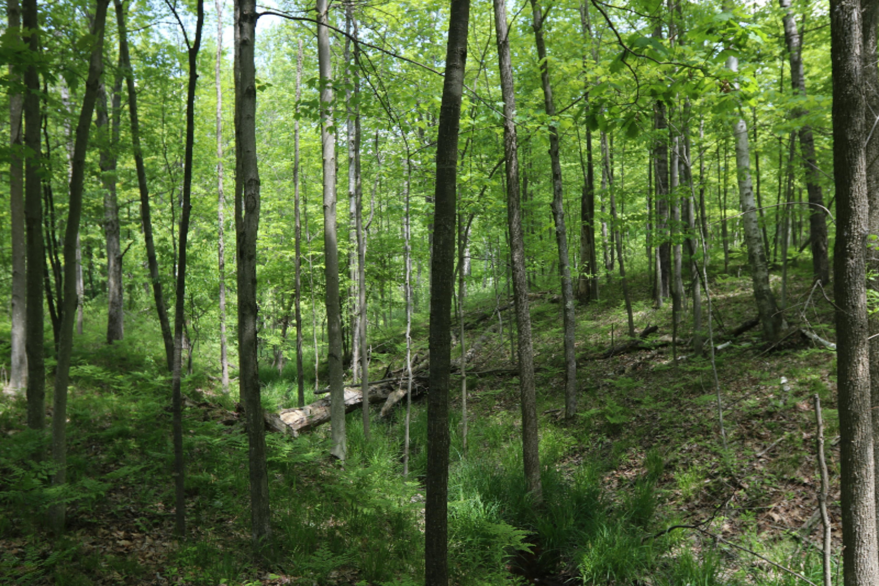Wieman Road Beaverton, MI 48612 - Photo 3 of 9 4