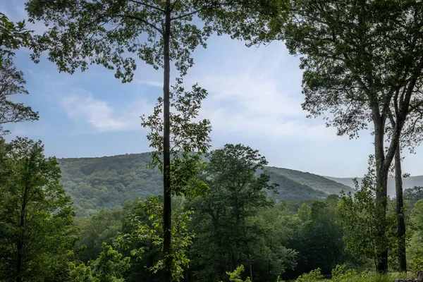 a view of a tree with a yard