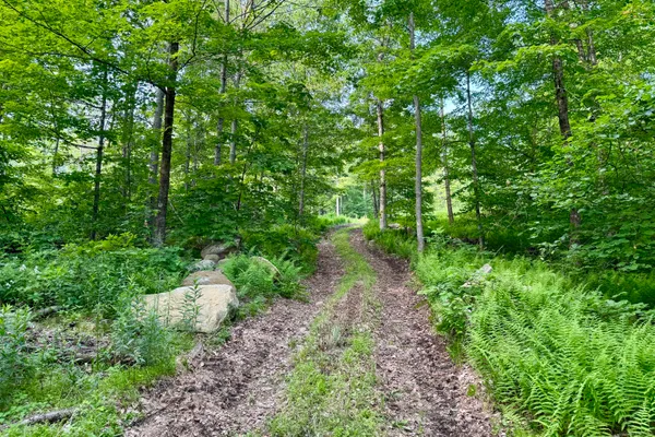 a lush green forest with lots of trees