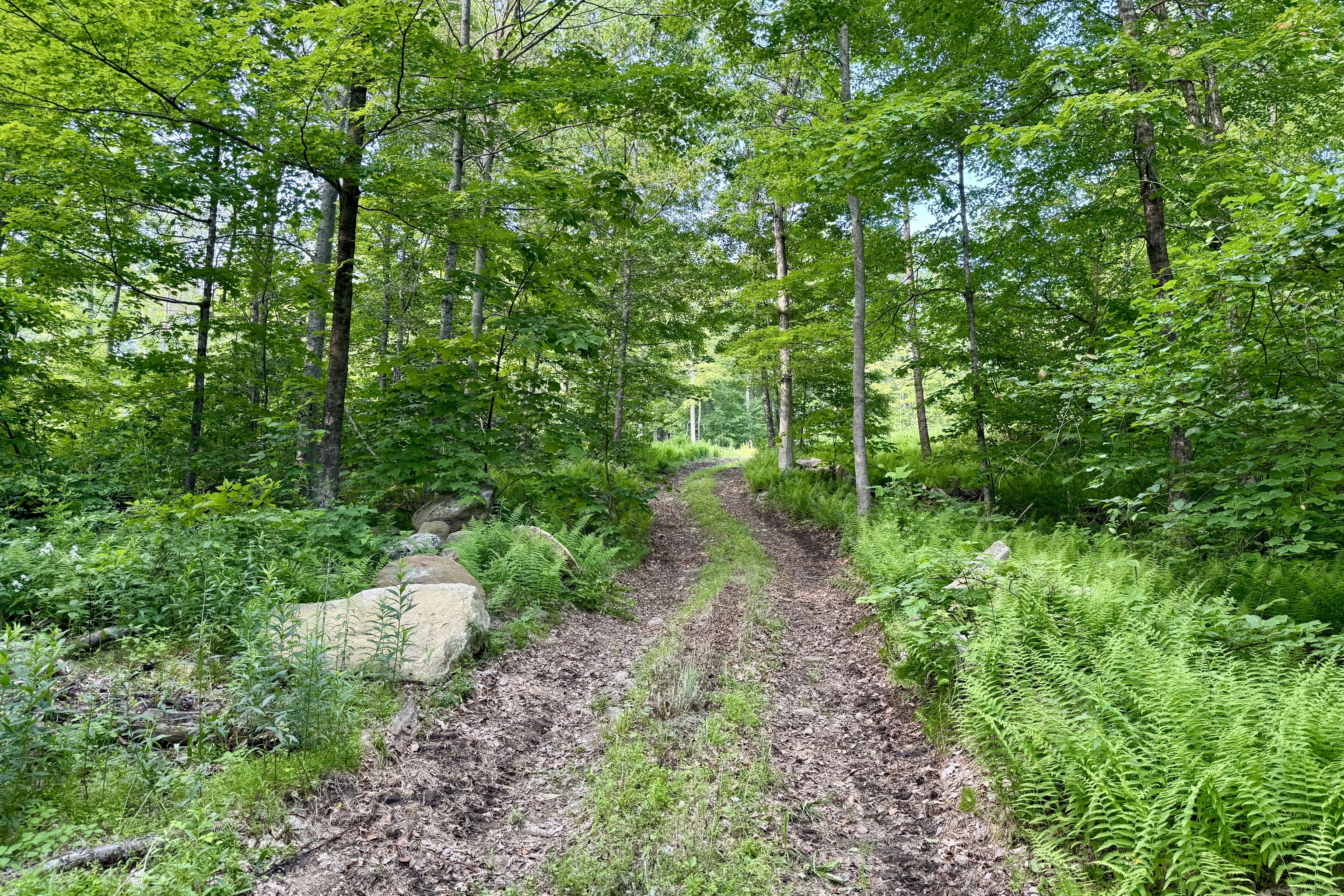 178 Carter Road Kent, CT 06754 - Photo 33 of 37 a lush green forest with lots of trees
