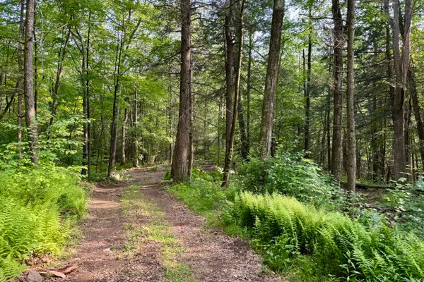 a view of a yard with large trees