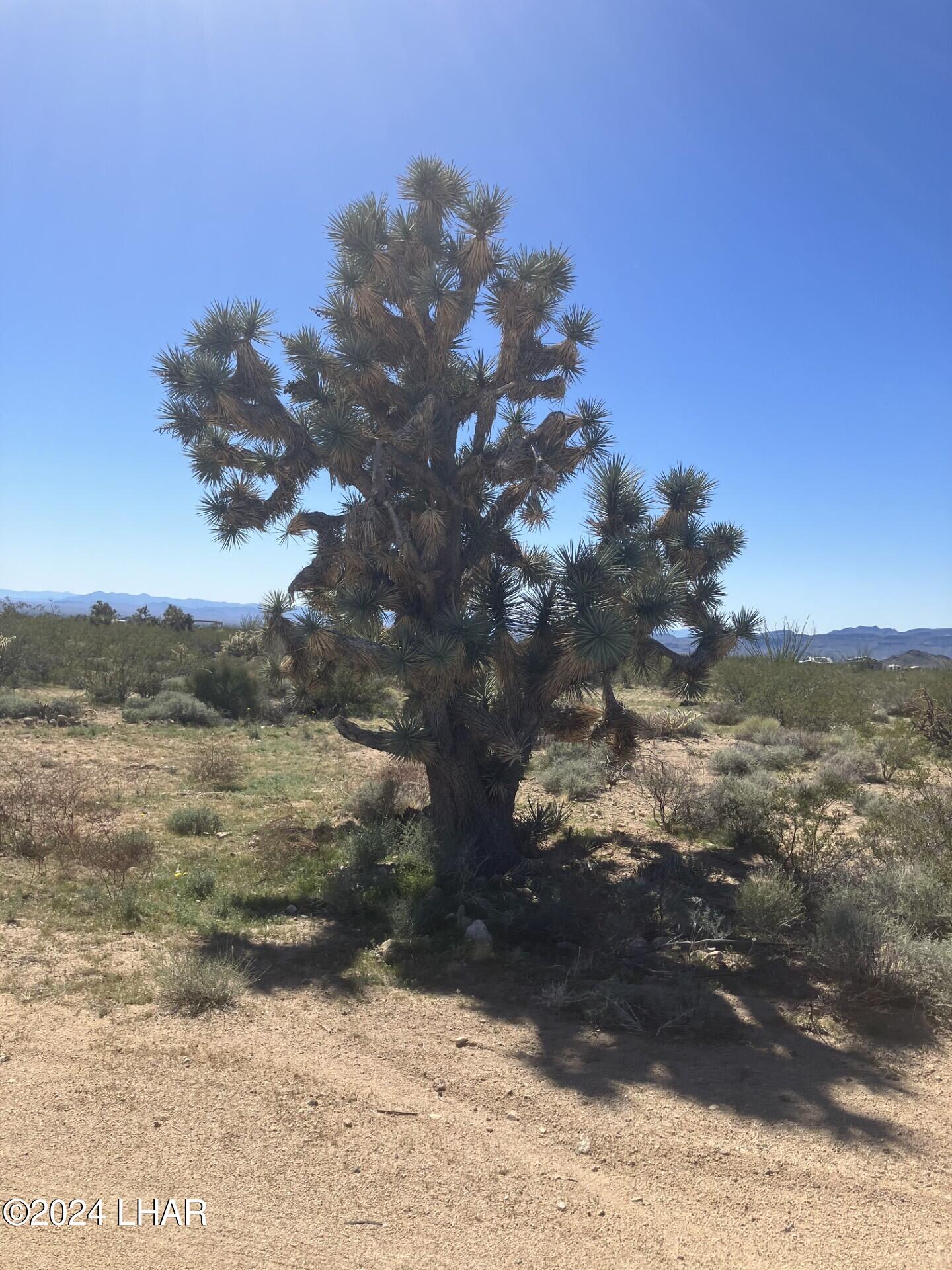 6 Rutz Road Yucca, AZ 86438 - Photo 2 of 4 Pic 4
