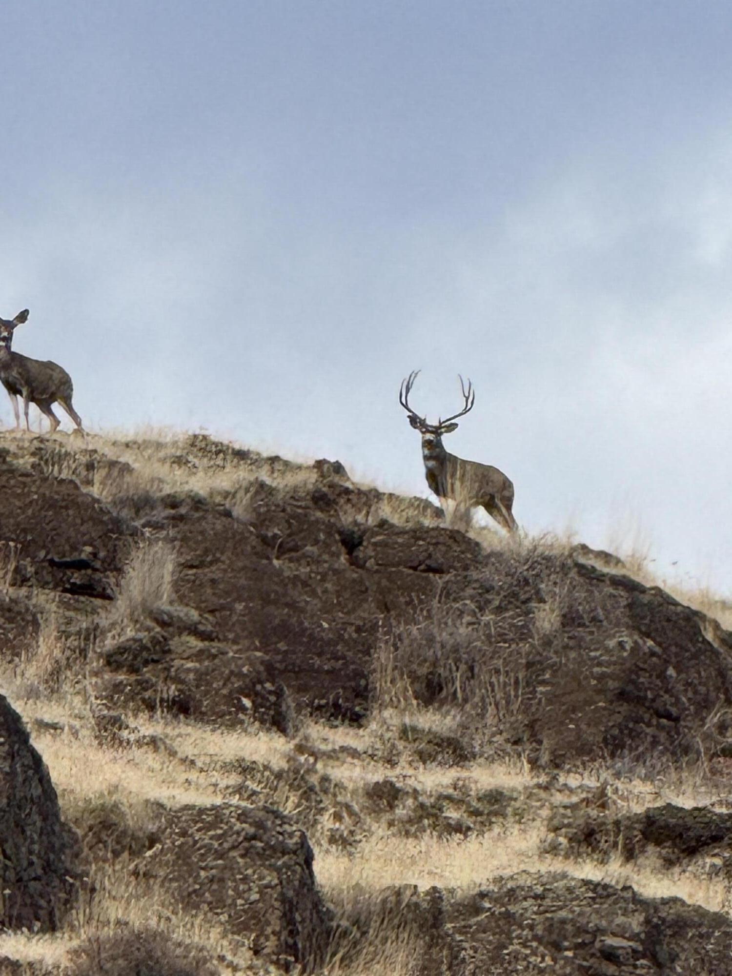 53232 Upper Rhea Creek Road Heppner, OR 97836 - Photo 35 of 40 rimrock mule deer oregon thorn creek ran