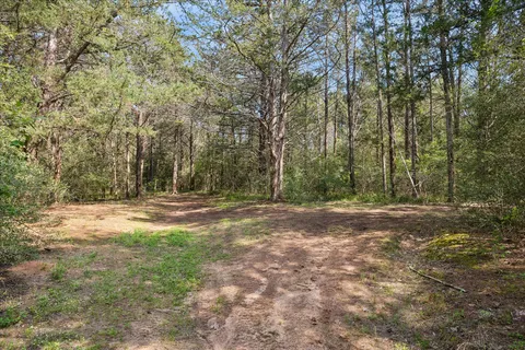 a view of a yard with trees