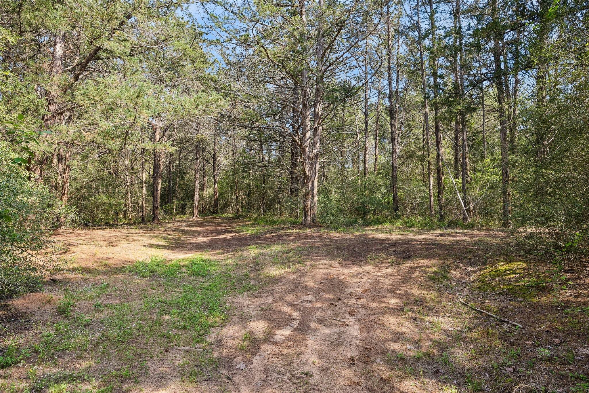 15946 Farm To Market Road 1094 Cat Spring, TX 78933 - Photo 43 of 50 a view of a yard with trees