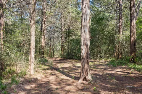 a view of a forest with trees