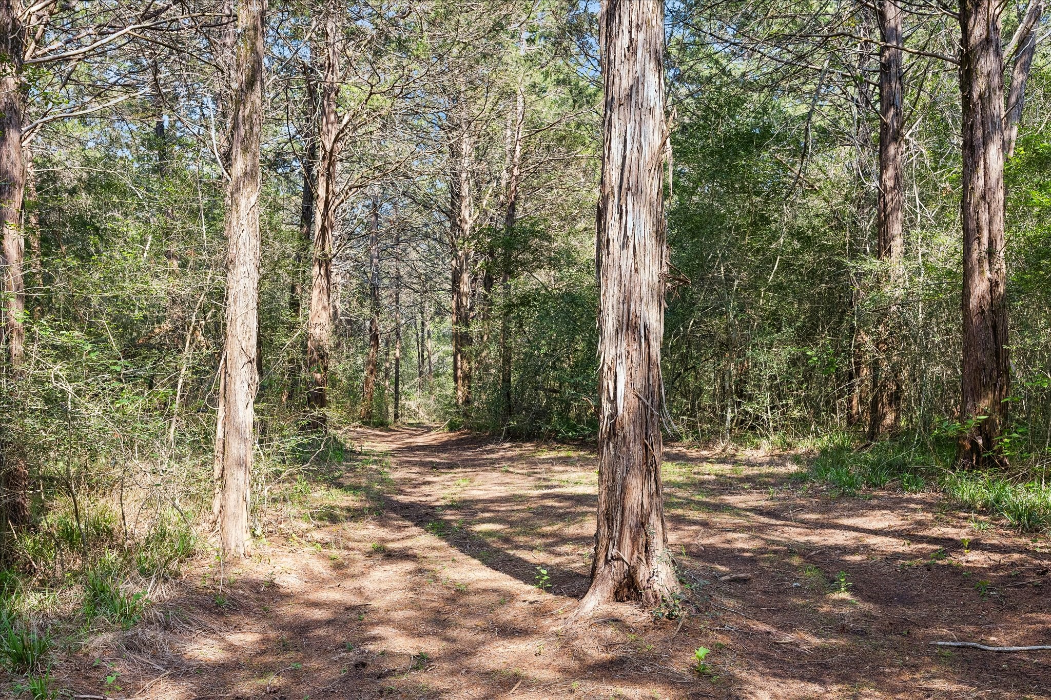 15946 Farm To Market Road 1094 Cat Spring, TX 78933 - Photo 44 of 50 a view of a forest with trees