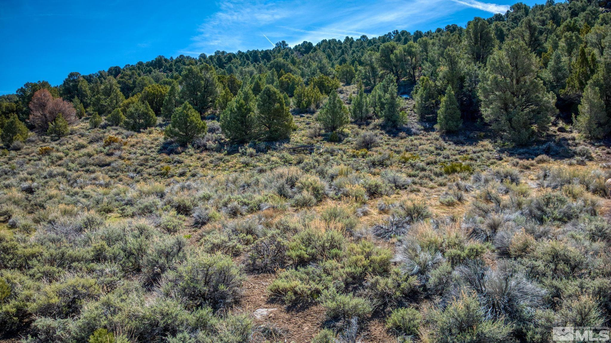 2151 Lousetown Road Reno, NV 89521 - Photo 10 of 11 a view of a forest with a tree in the background