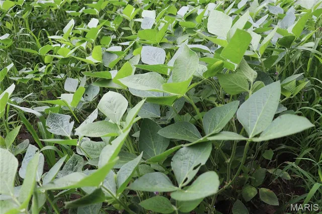 $225,000 | Tbd West Tbd W 182nd Street, Eagleville, MO 64442