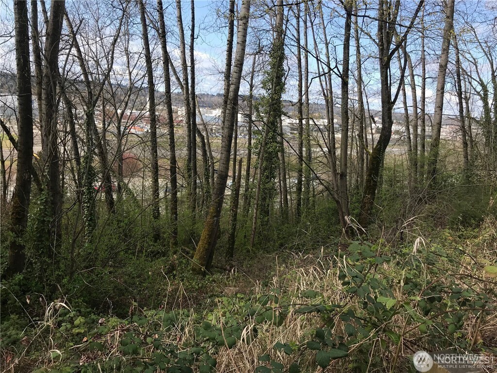 9419 Leroy Place South Seattle, WA 98118 - Photo 2 of 8 a view of forest